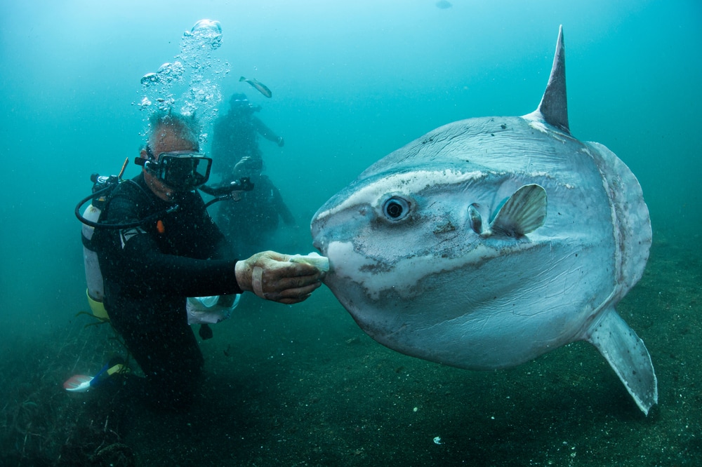 Sunfish scrubbing by a scuba diver