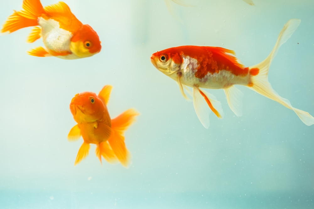 Three goldfish meeting each other