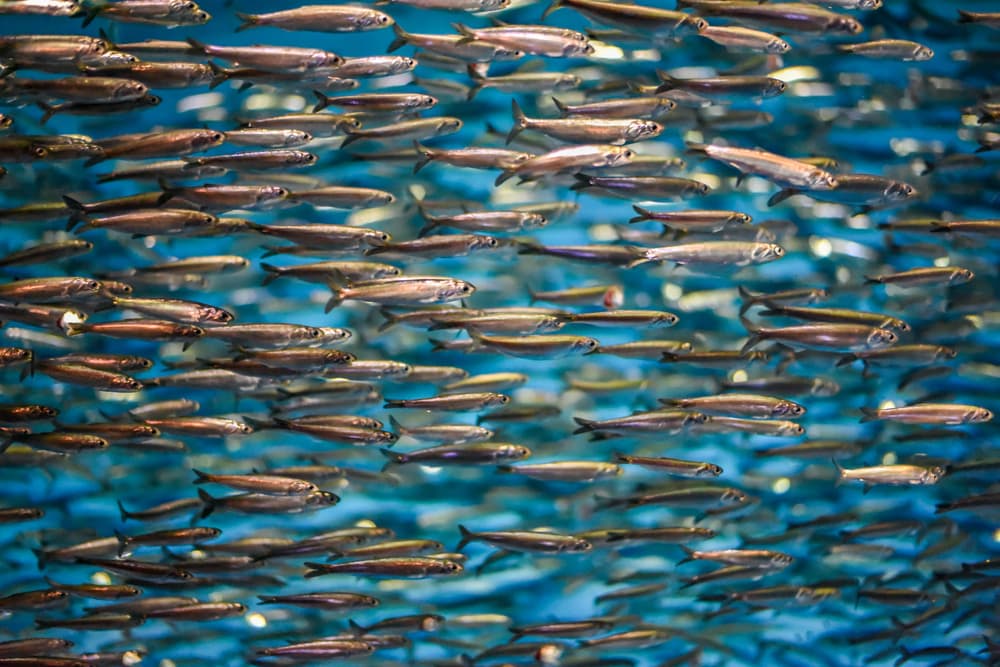 Hundred of Anchovies swimming in the ocean