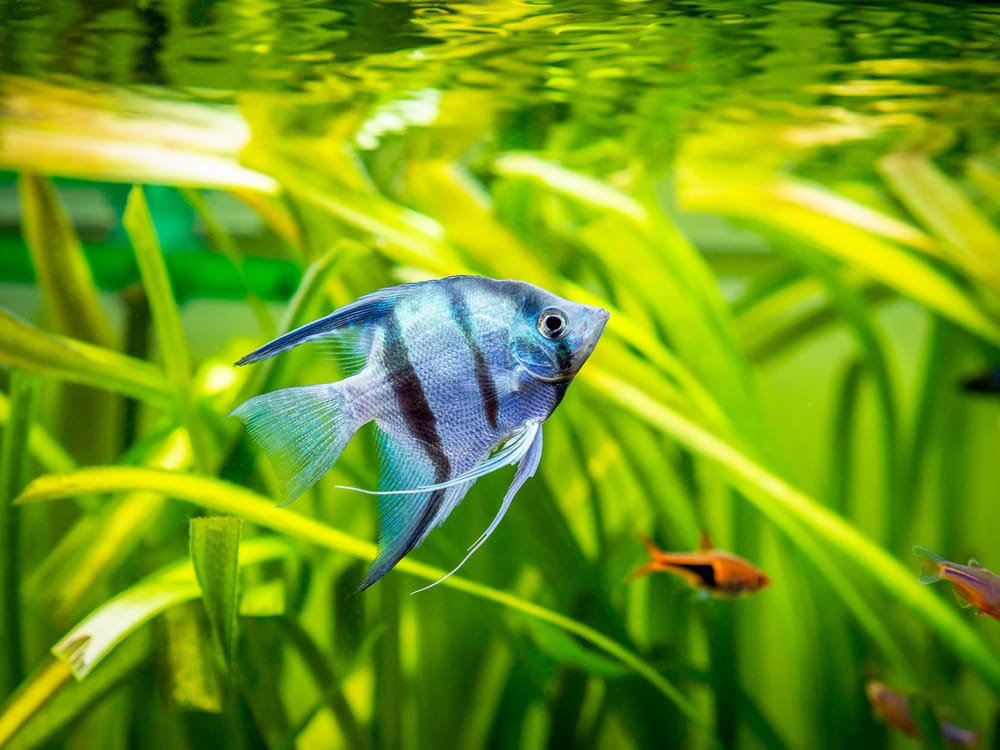 Angelfish swimming upward in an aquarium