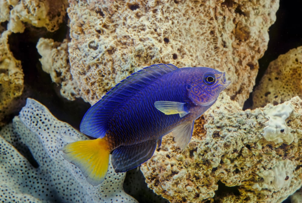 Damselfish getting out of the coral