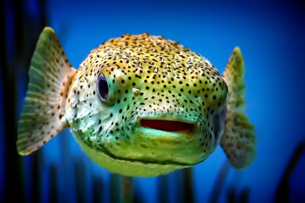 Close up photo of Pufferfish