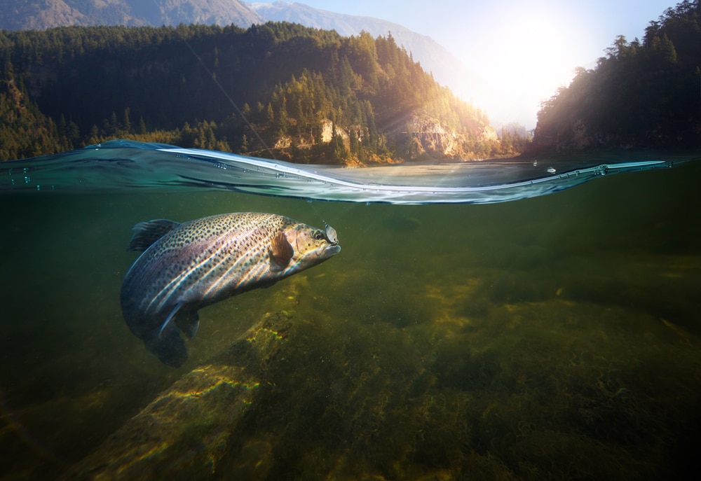 Trout swimming the surface of a lake