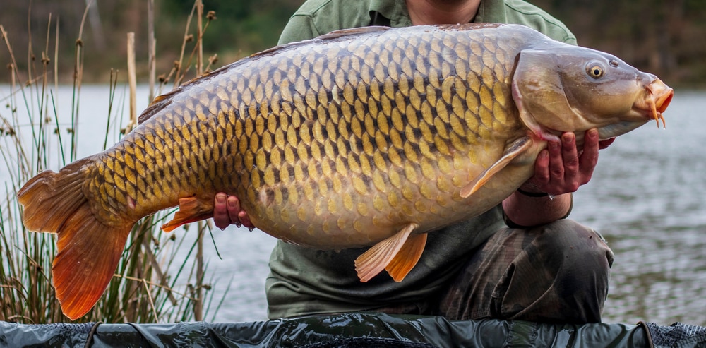 Huge Carp holding by a man