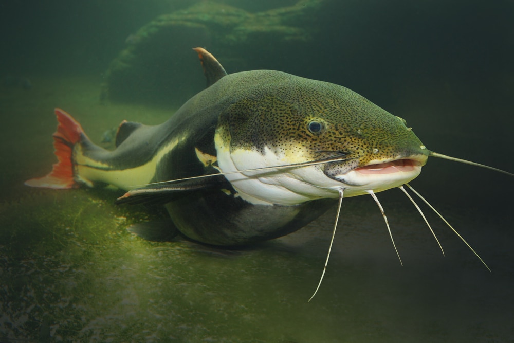 Catfish with green moss