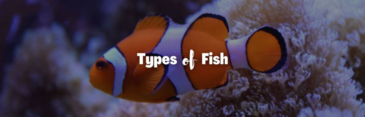 Types of fish featured image