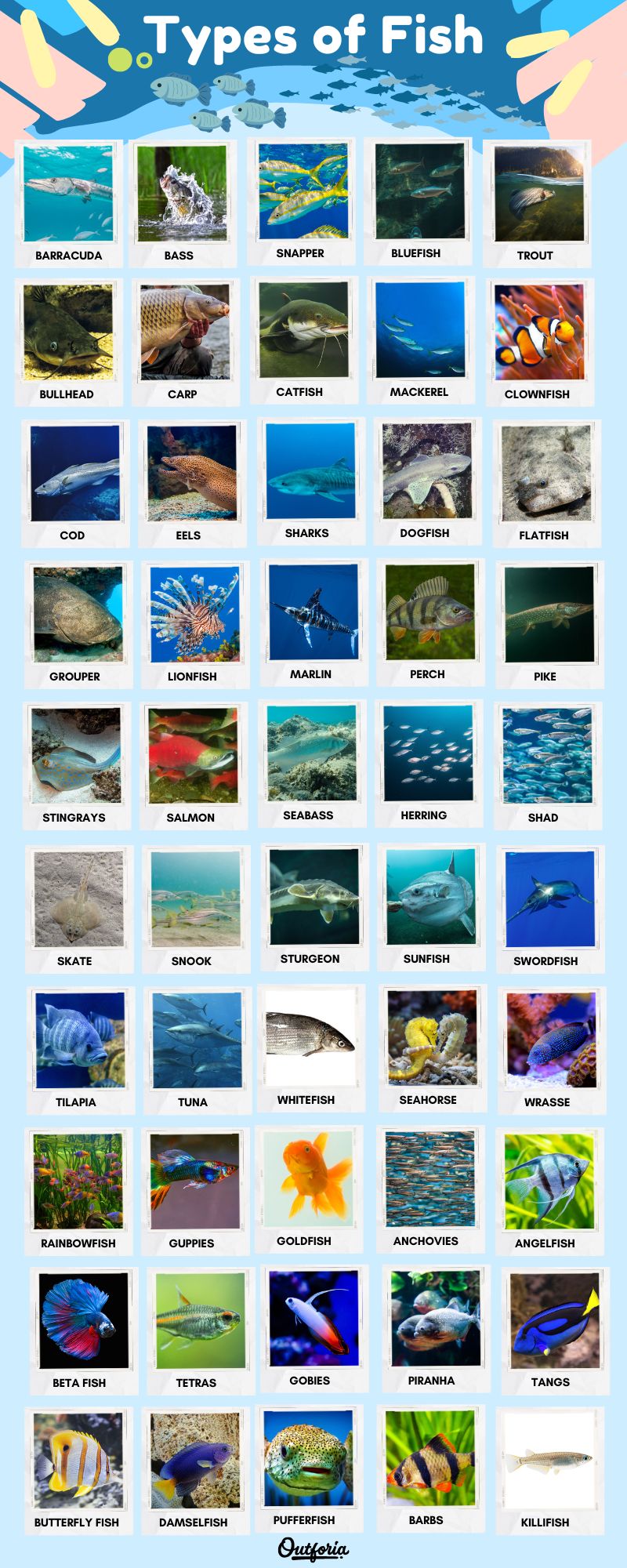 Chart of different fish species with pictures