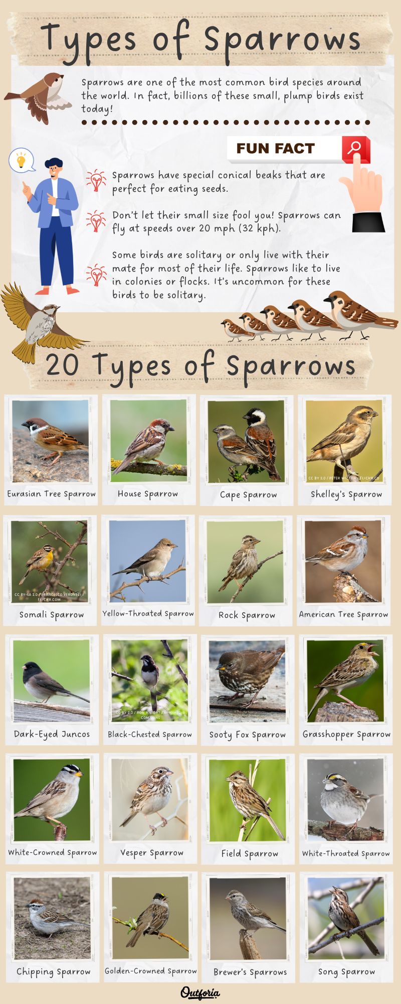 Chat of different sparrow species complete with photos, facts, guide, and more