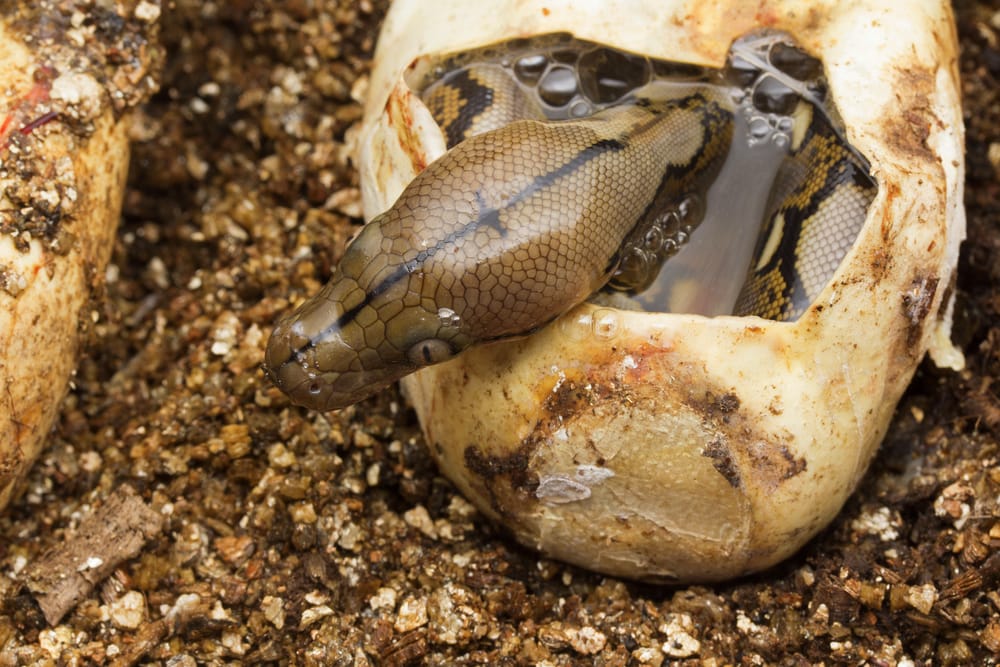 a baby reticulated python coming out from its egg