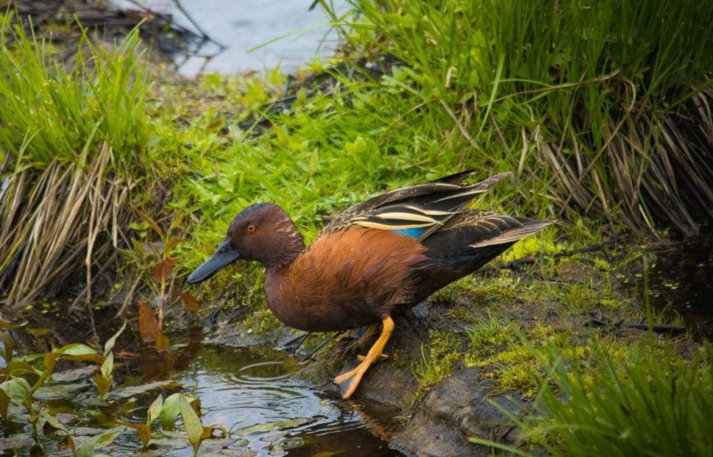 image of a cinnamon teal standing ba a swamp