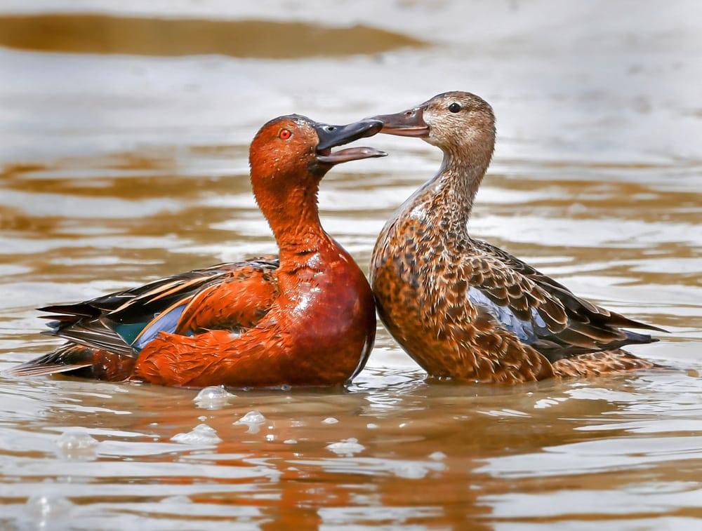 a pair of cinnamon teal playing on the pond
