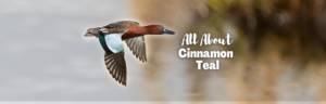 cinnamon teal featured image