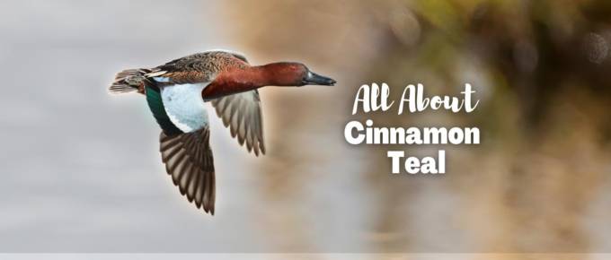 cinnamon teal featured image