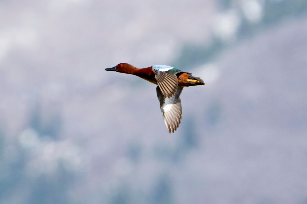 image of a cinnamon teal flying during winter