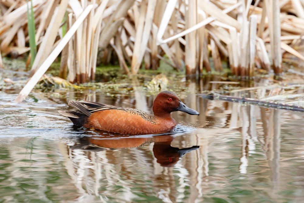 image of a cinnamon teal swimming on a swamp