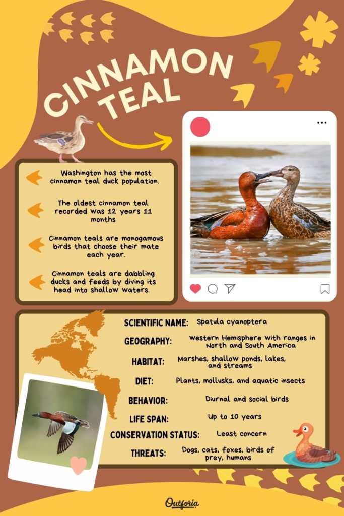 cinnamon teal chart with images, facts, and classification