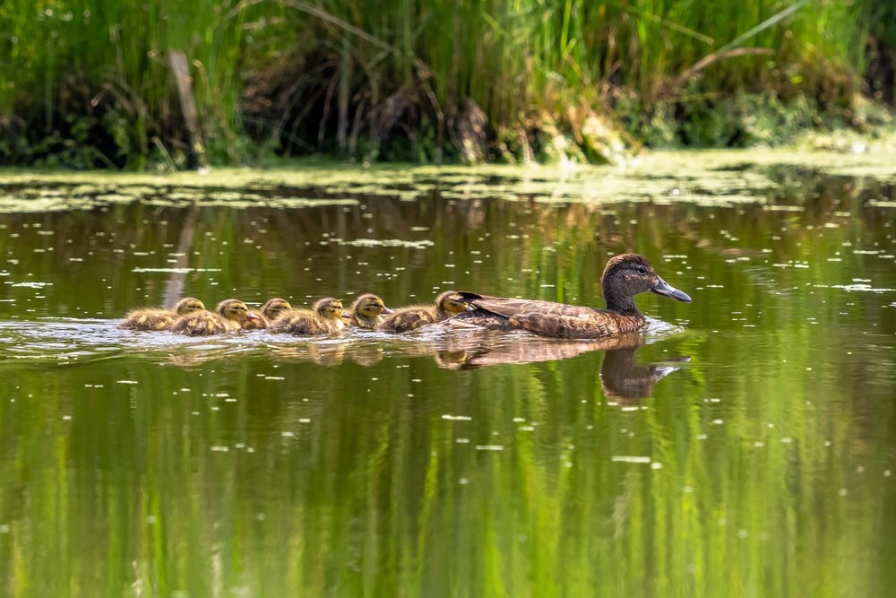 image of a mother cinnamon teal with her ducklings