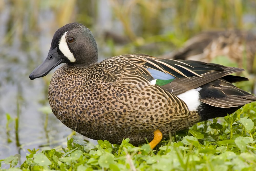 image of a blue-winged teal stang on the shore of a pond