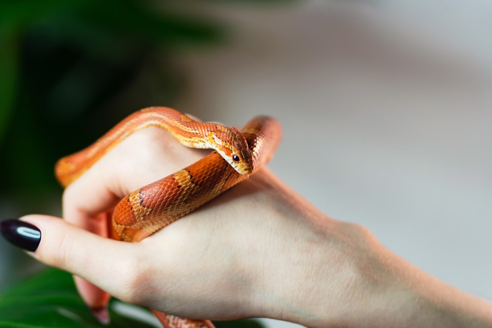 image of a corn snake on a woman's hand