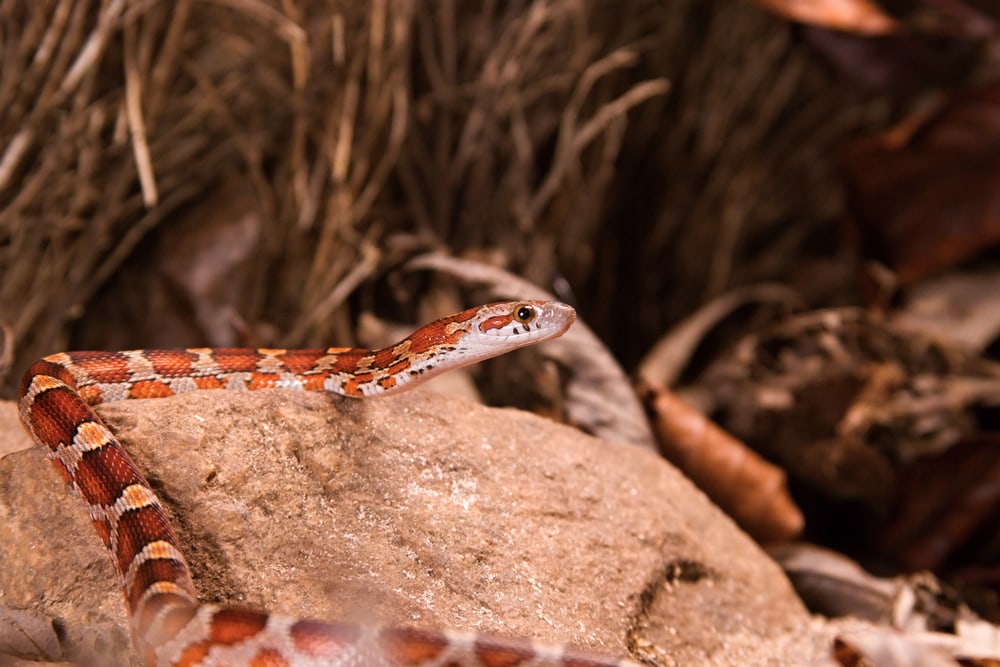 image of a corn snake on top of a stone