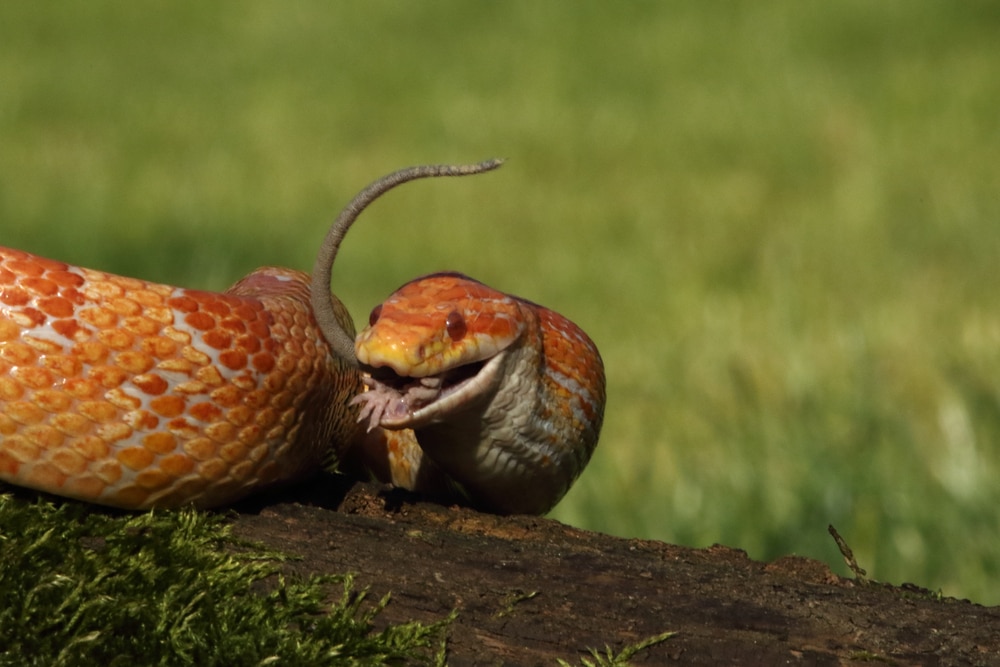 photo of a corn snake with a captured mouse in its mouth