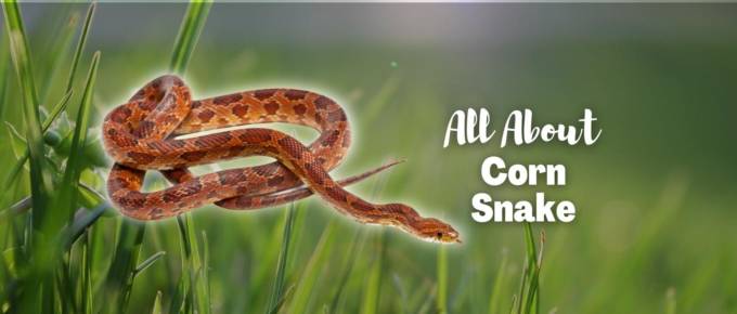 corn snake featured photo
