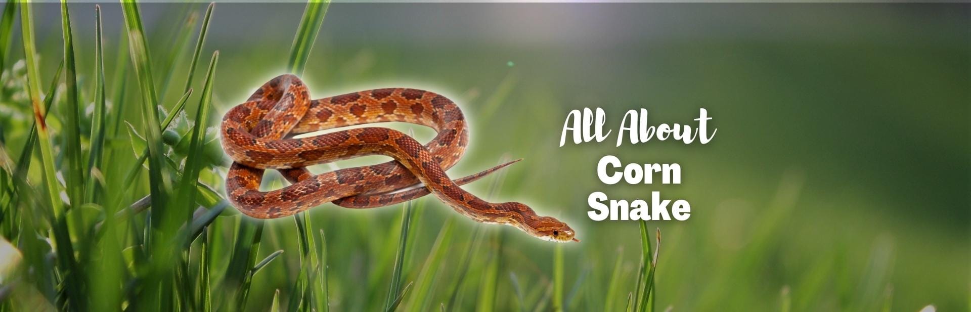 Corn Snakes: All About These Helpful Slithering Friends