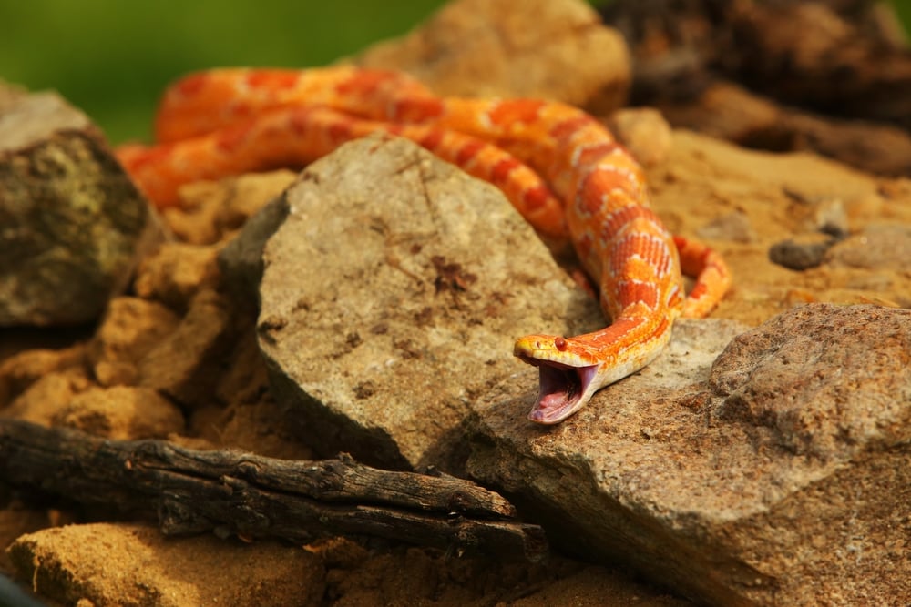 image of a corn snake on a rock with its mouth opened