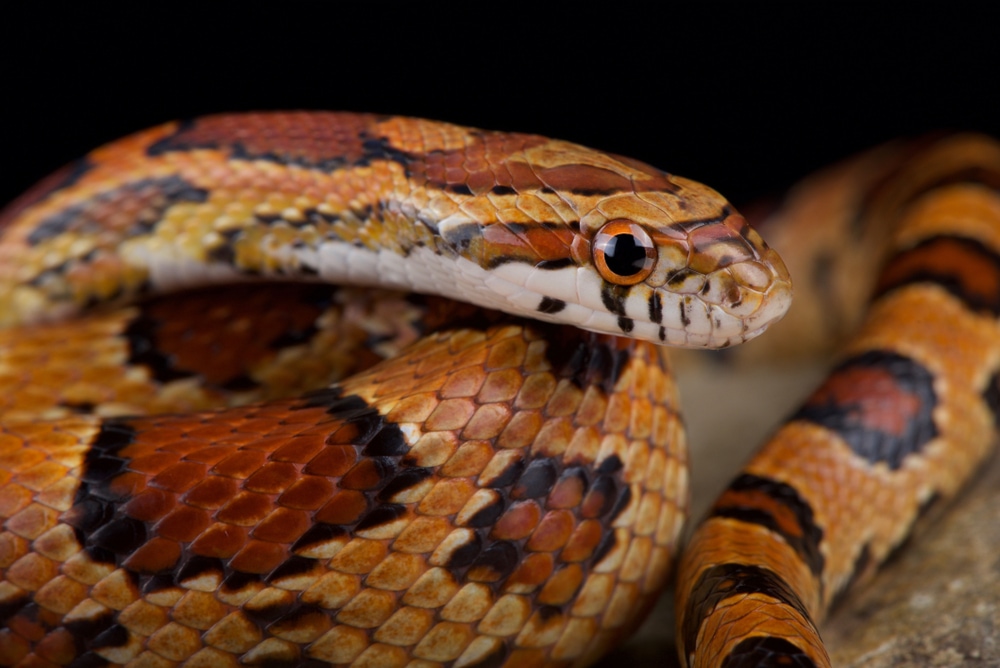 close up photo of a corn snake isolated on a black background