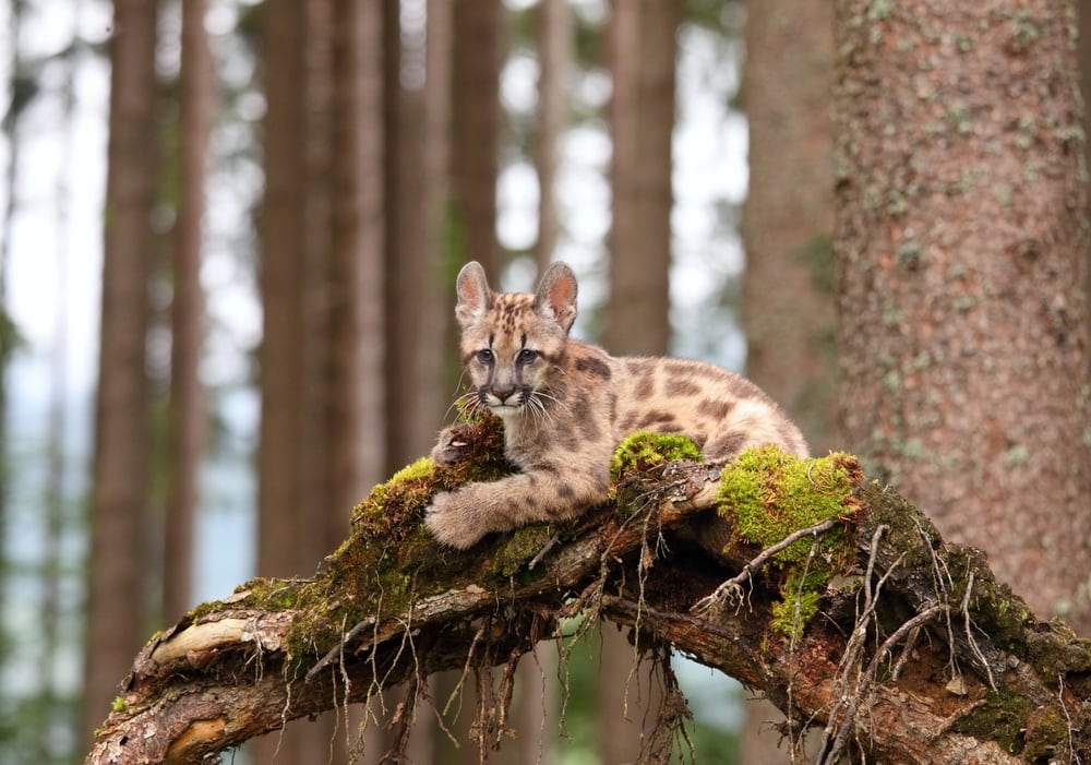 photo of a cougar cub or kitten on a mossy tree branch