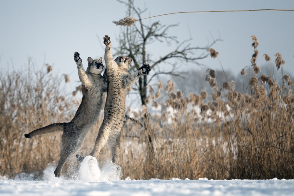 photo of two cougars playing on a snow-covered meadow