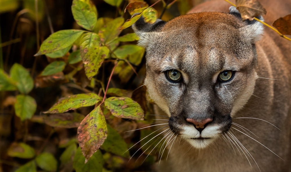 close up photo of a cougar or mountain  lion behind leaves