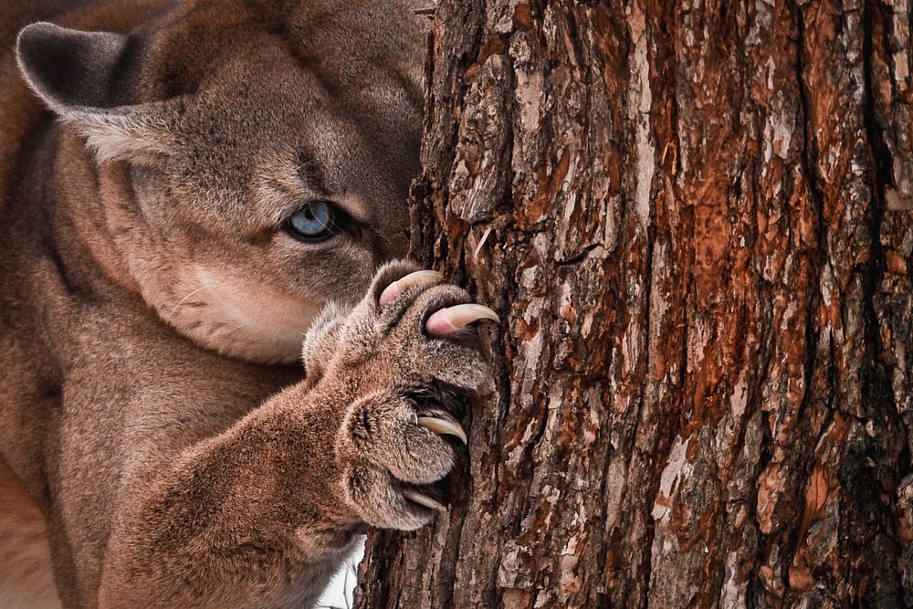 close up image of a cougar behind a tree showing its paws