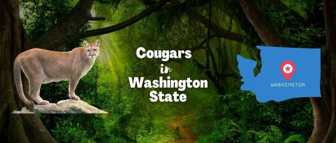 cougars in Washington State featured photo
