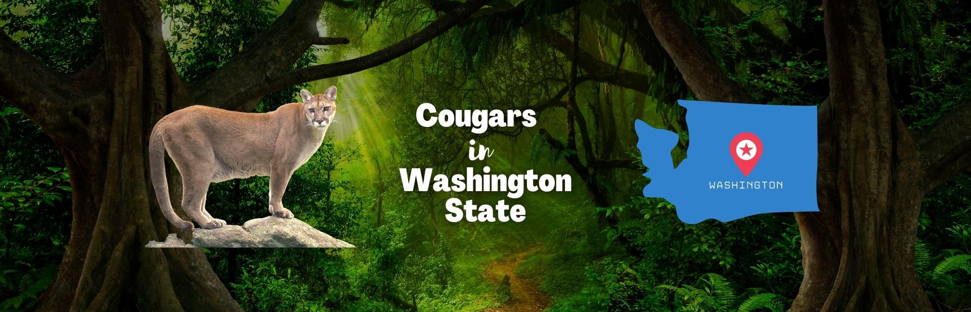 Cougars in Washington State: History, Habitat, and More!