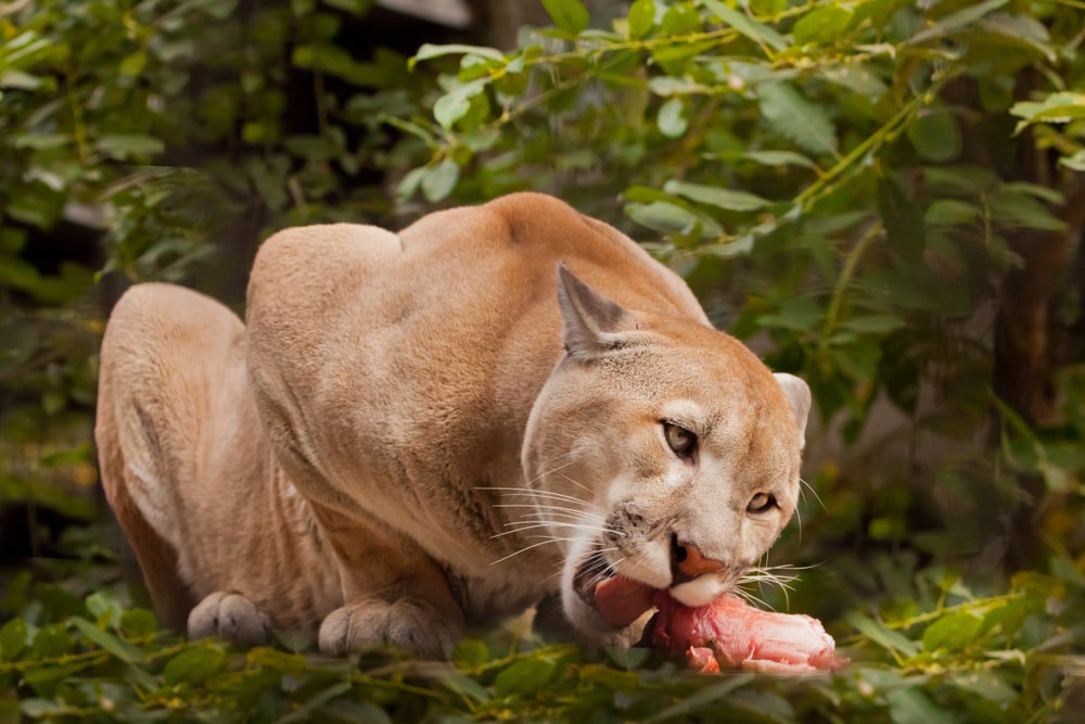 close up image of a cougar chewing on a piece of meat