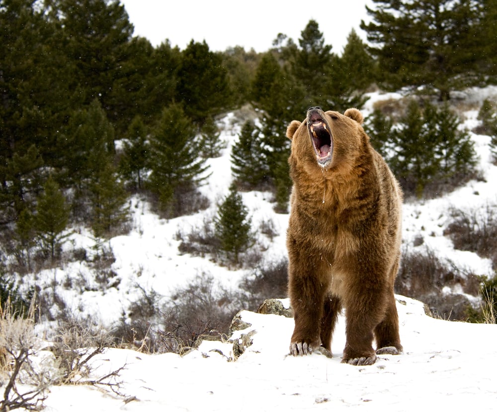 image of an angry grizzly bear in a snowy forest