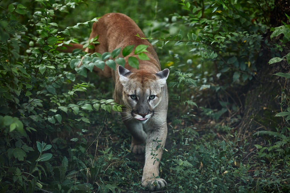 image of a cougar walking out of the woods