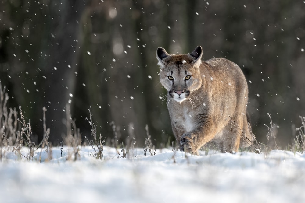 image of a cougar running on a snowy forest
