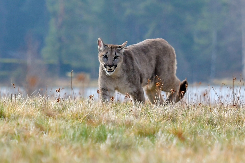 image of a cougar walking on a meadow during spring