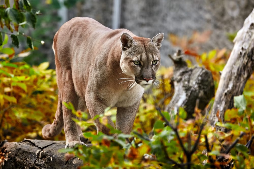 photo of a cougar walking on a forest during autumn