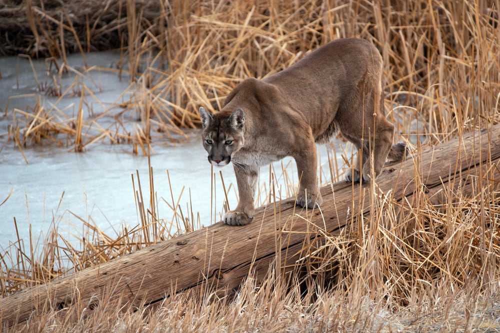 image of a cougar crossing a log over a frozen lake