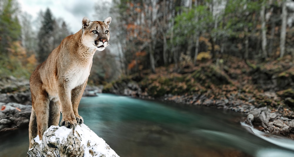 photo of a cougar or Puma concolor standing on a stone by a lake