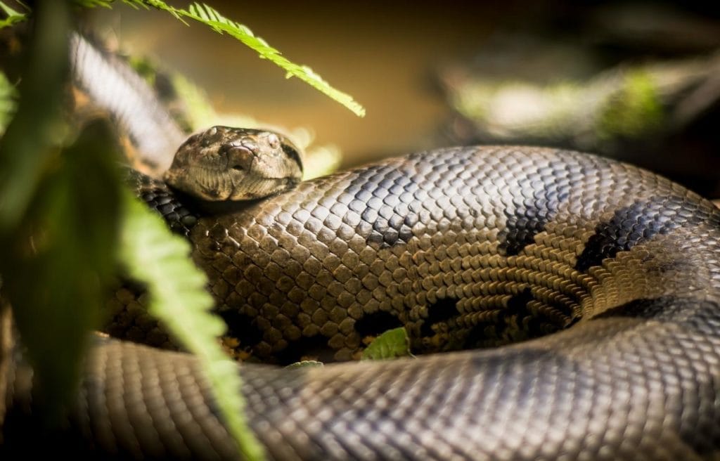 focused image of a coiled green anaconda