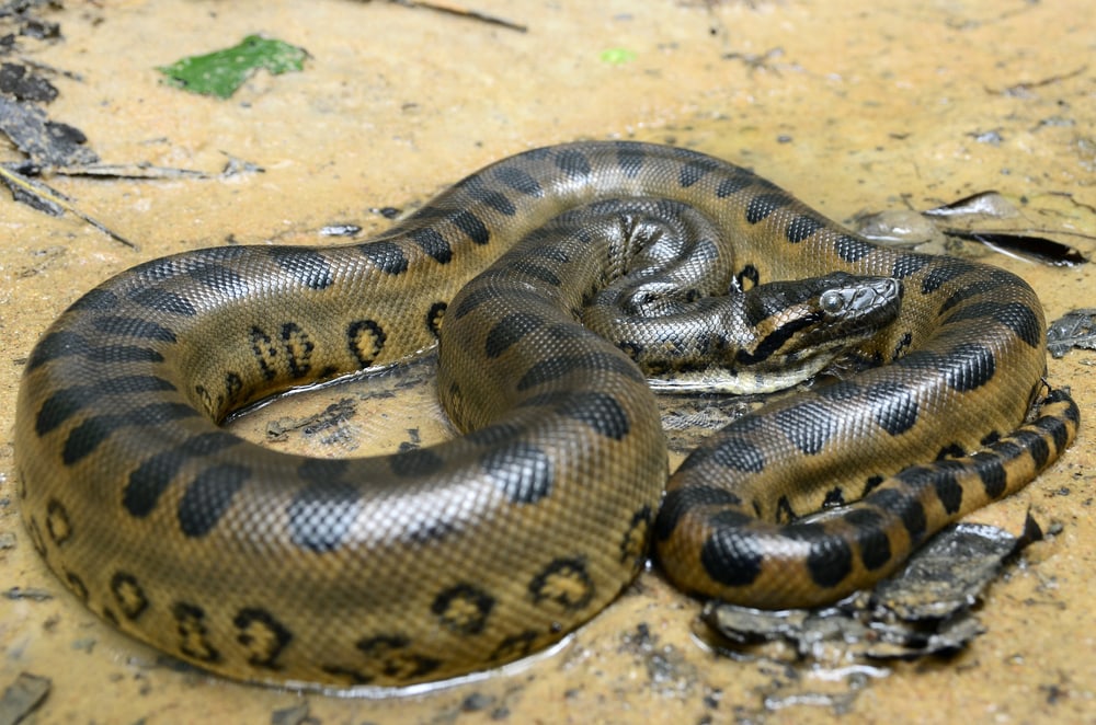 a green anaconda resting on a wet surface