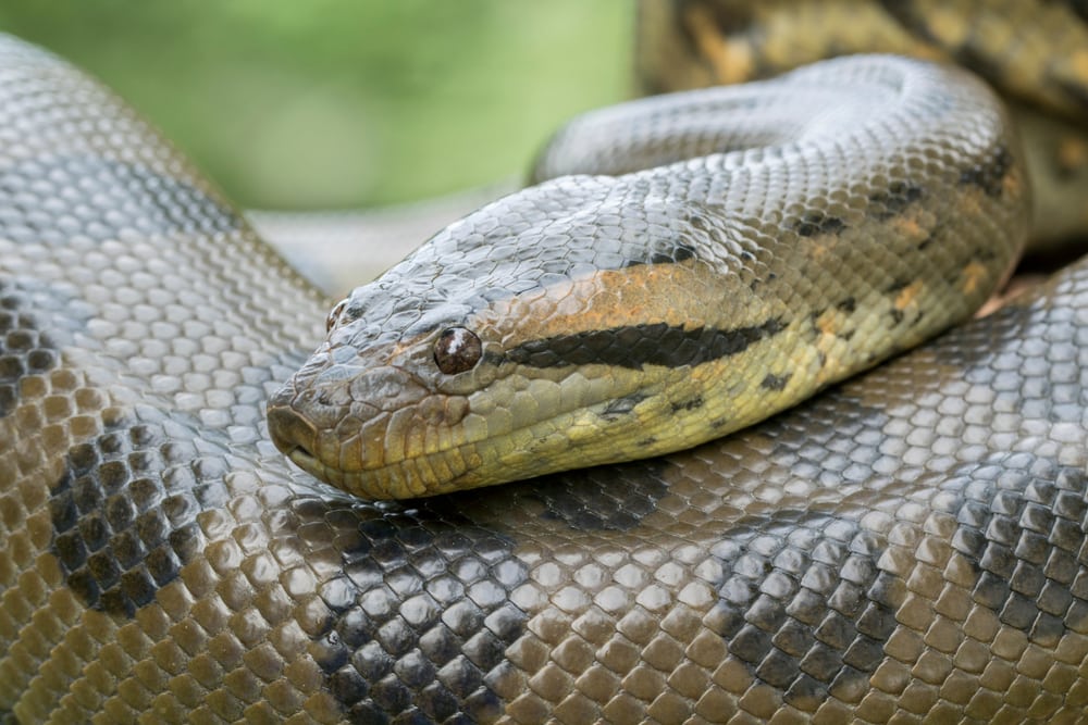 close up photo of a green anaconda 