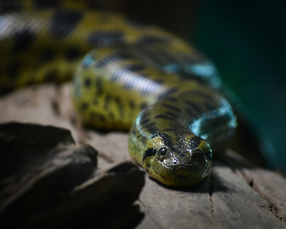 image of a green anaconda slithering on a wood
