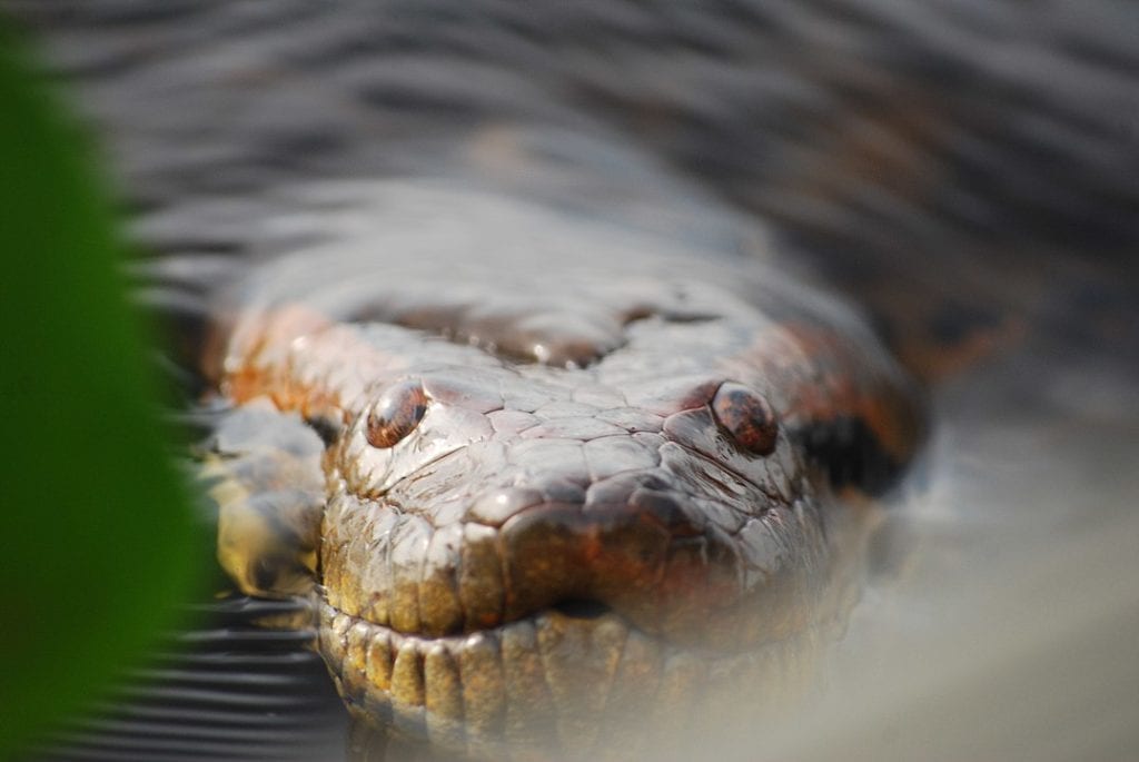 close up image of the head of a green anaconda