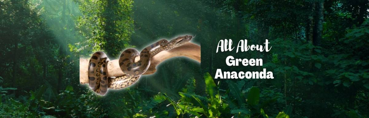 green anaconda featured image