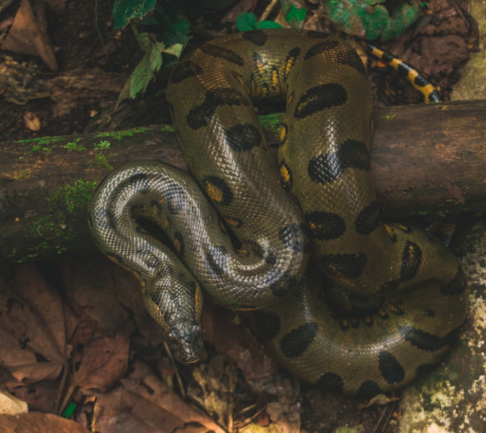image of a green anaconda in a rainforest